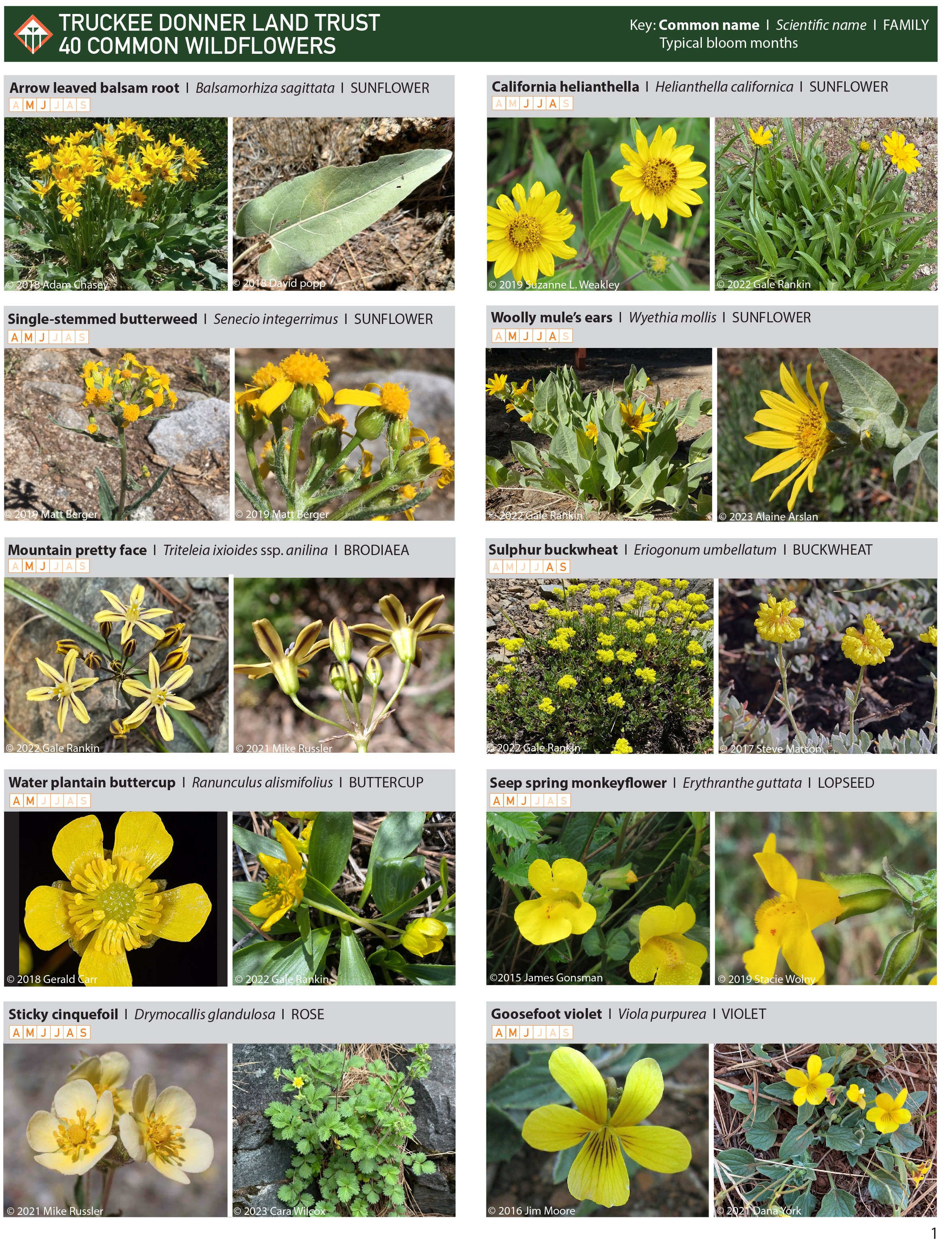 New Land Trust Land's Wildflower Guide — Truckee Donner Land Trust
